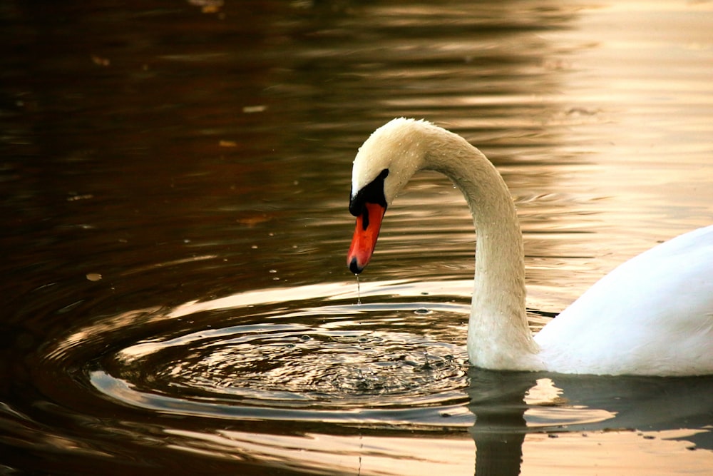 a swan swimming in water