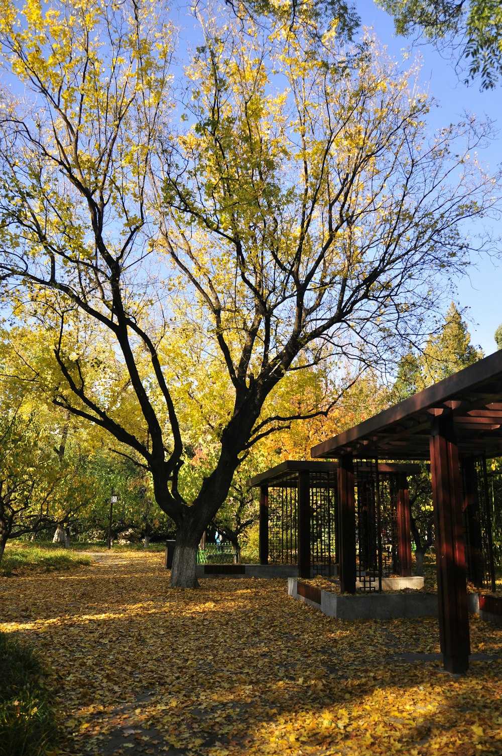 a tree with yellow leaves