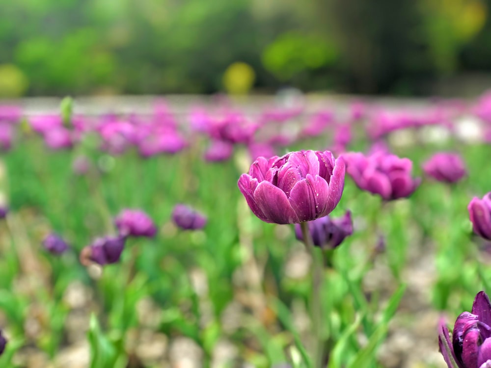 a close up of a flower