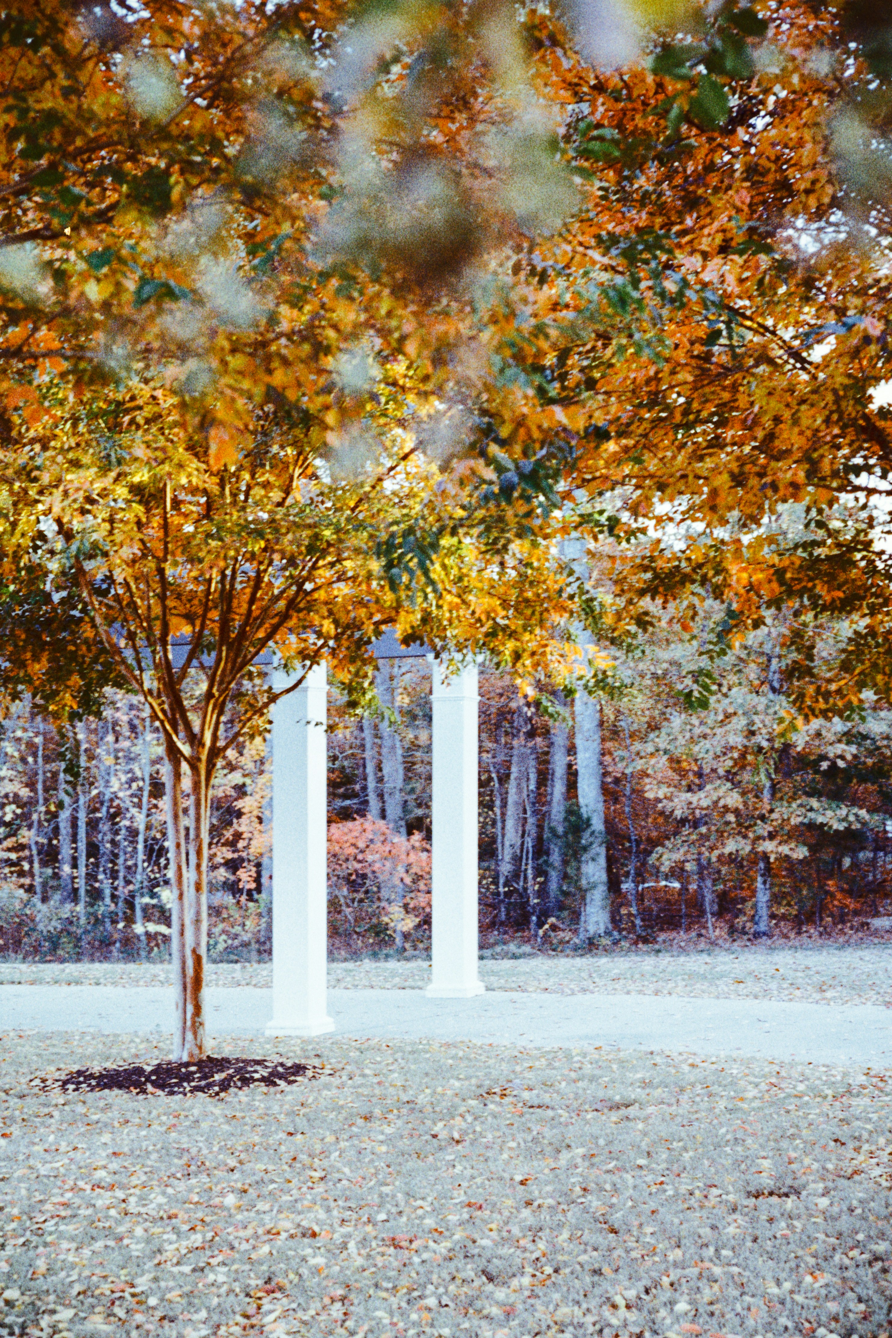 eine Straße mit Bäumen auf beiden Seiten