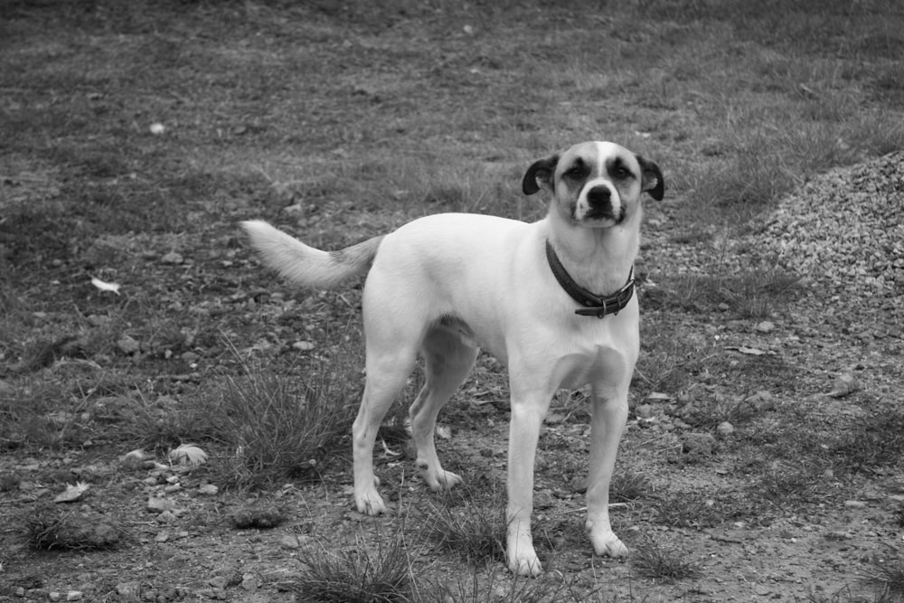 a dog standing on a dirt path