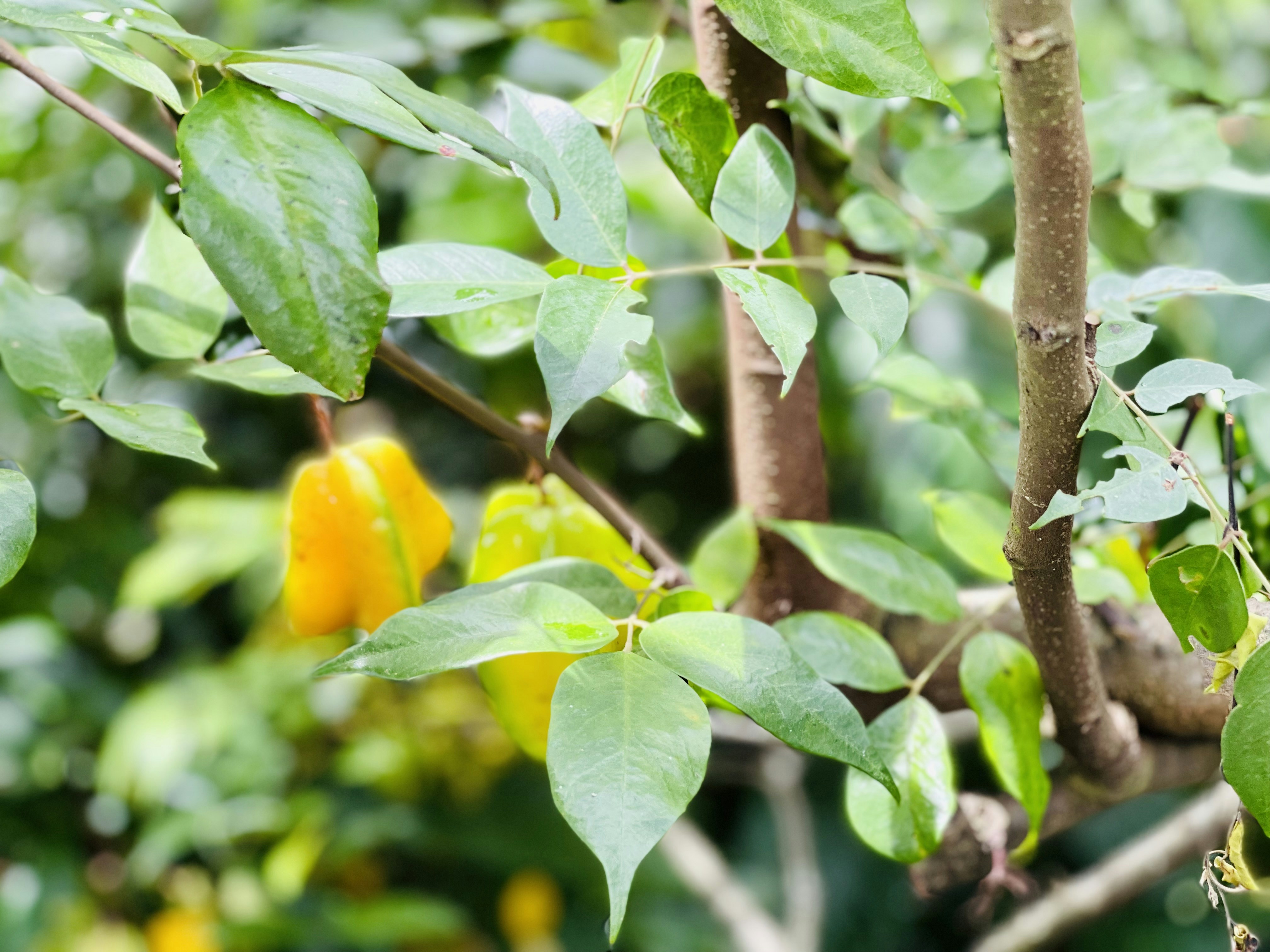 a close up of a plant
