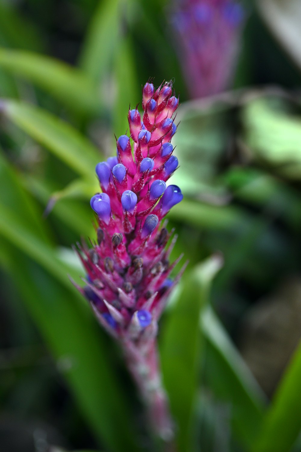 a purple flower with green leaves