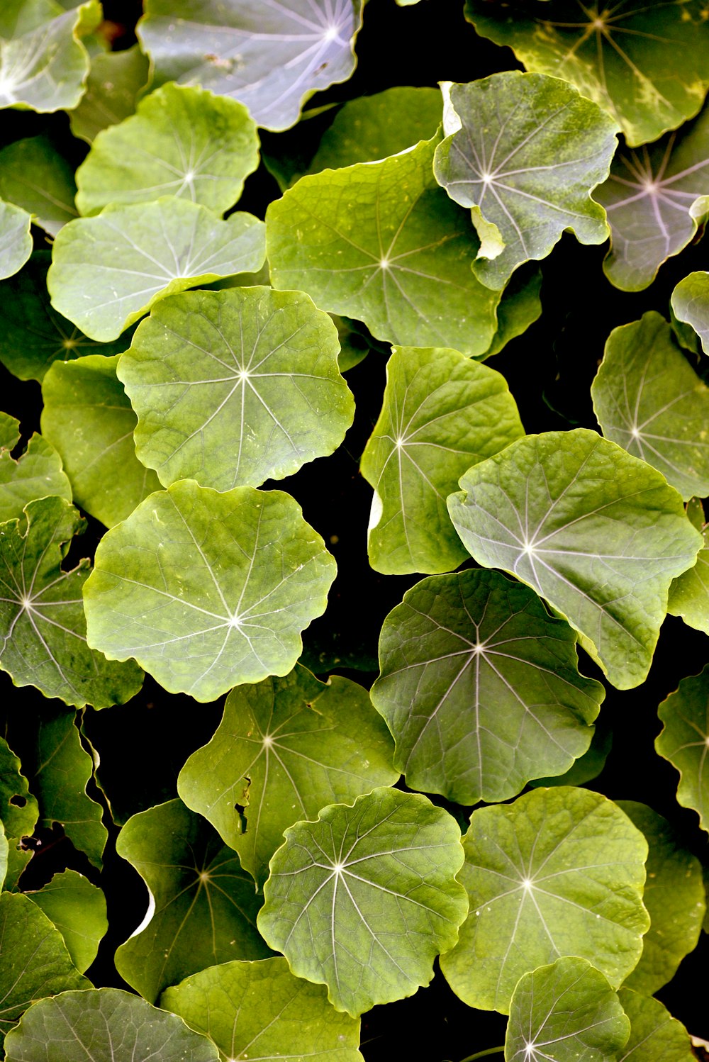 a group of leaves