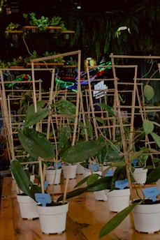 An arrangement of potted plants on a wooden surface, each supported by a bamboo trellis. The background features additional plants and neon lights, creating a lush and vibrant setting.