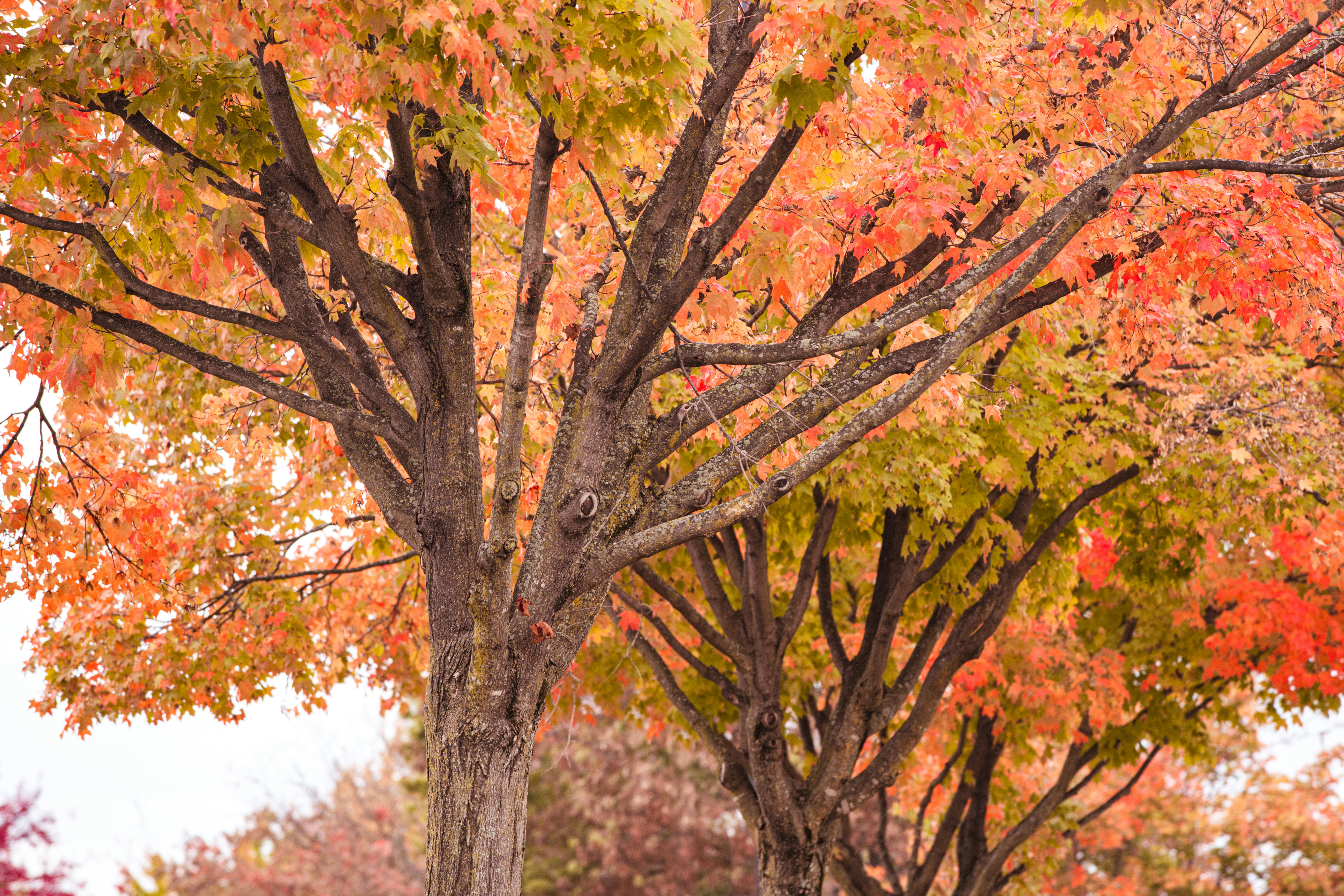 Photo by sriniunsplash