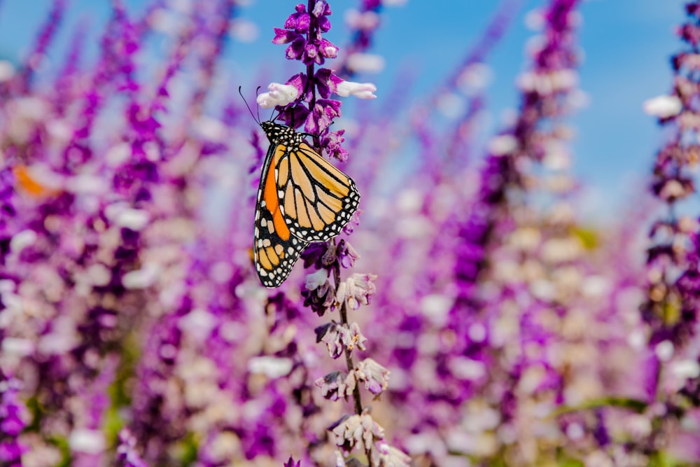 a butterfly on a flower