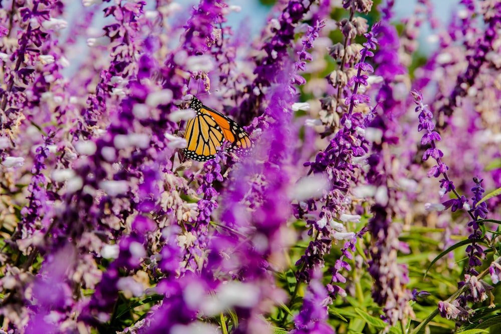 a butterfly on a flower