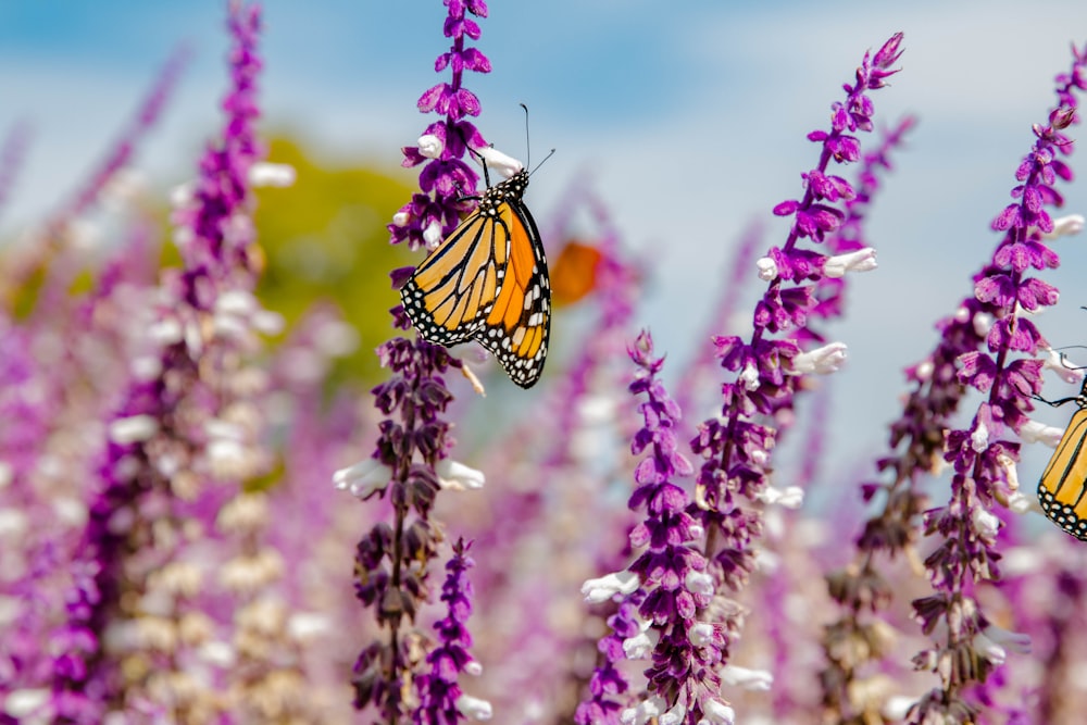 a butterfly on a flower