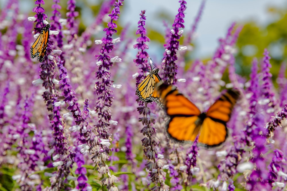 a butterfly on a flower