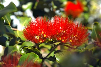 a red flower on a plant