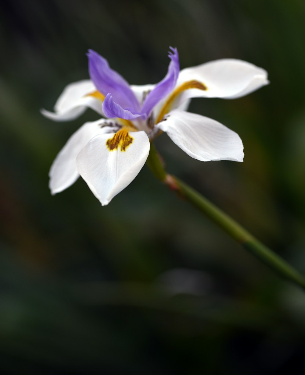 a white and yellow flower