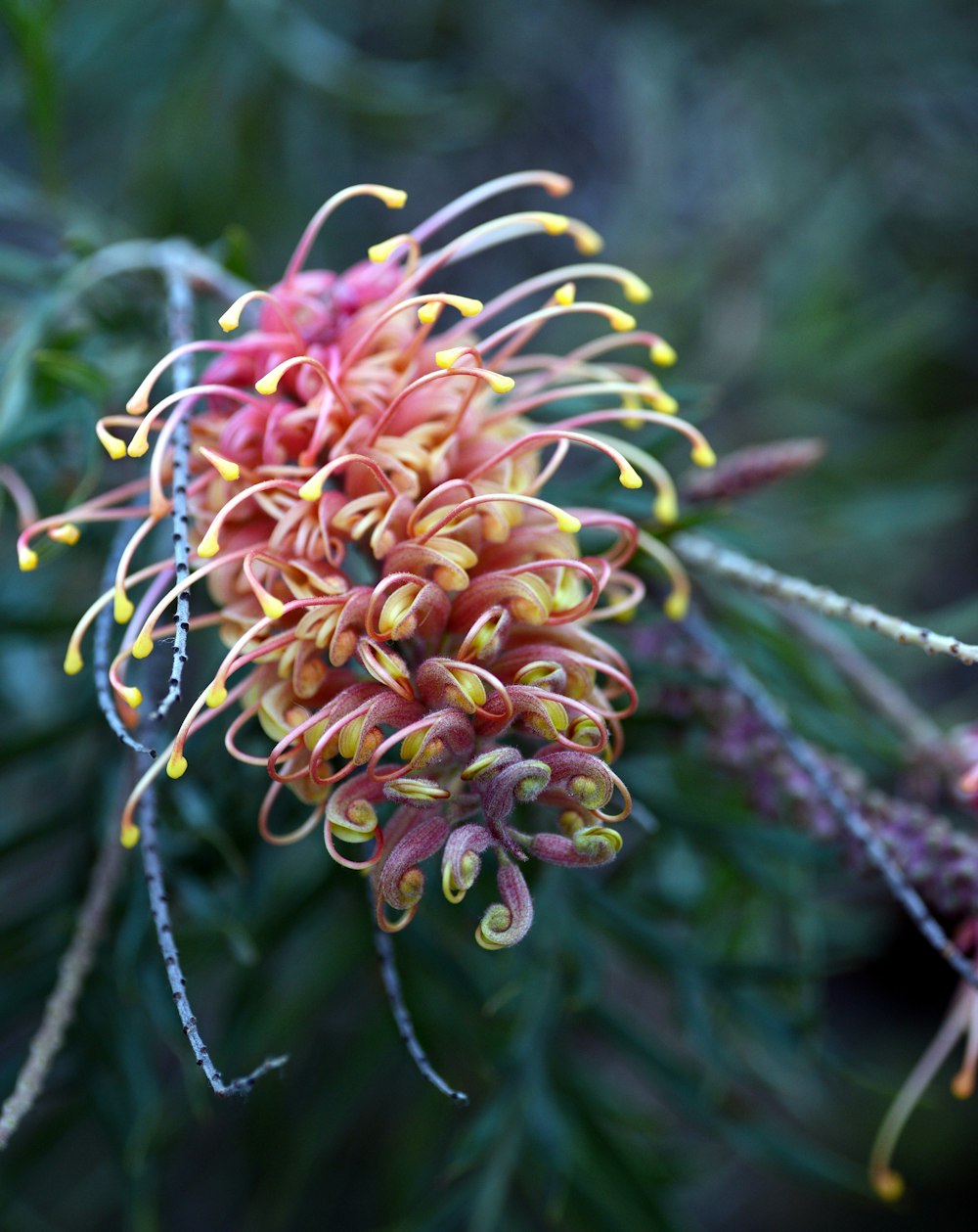 a close up of a flower