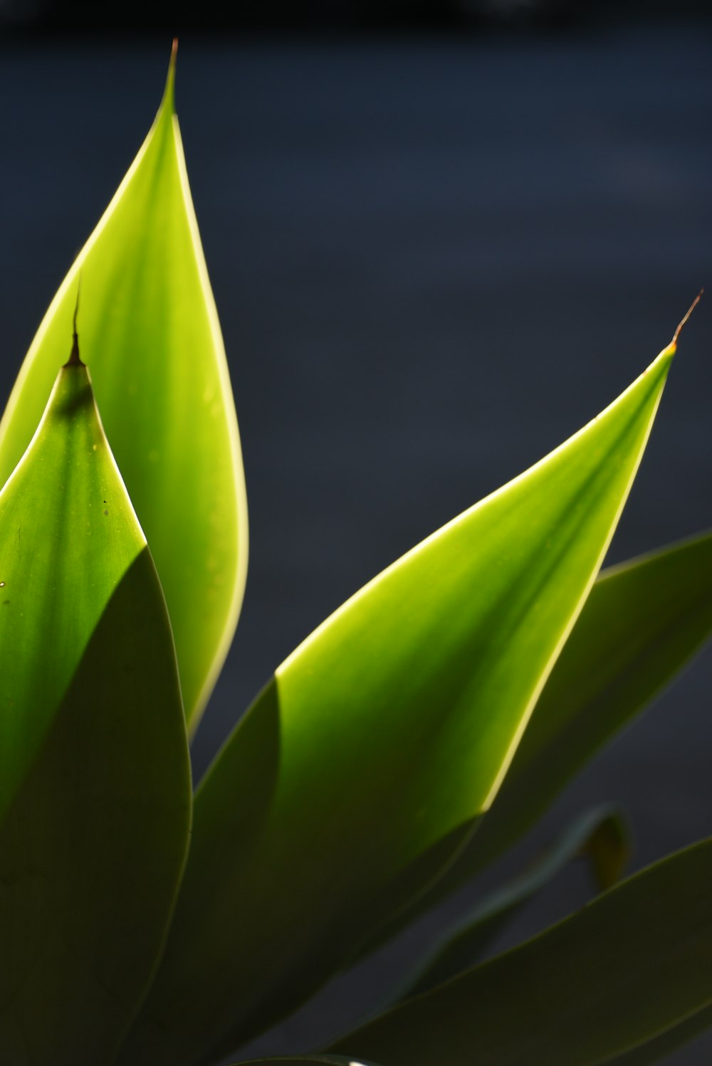 um close-up de uma planta