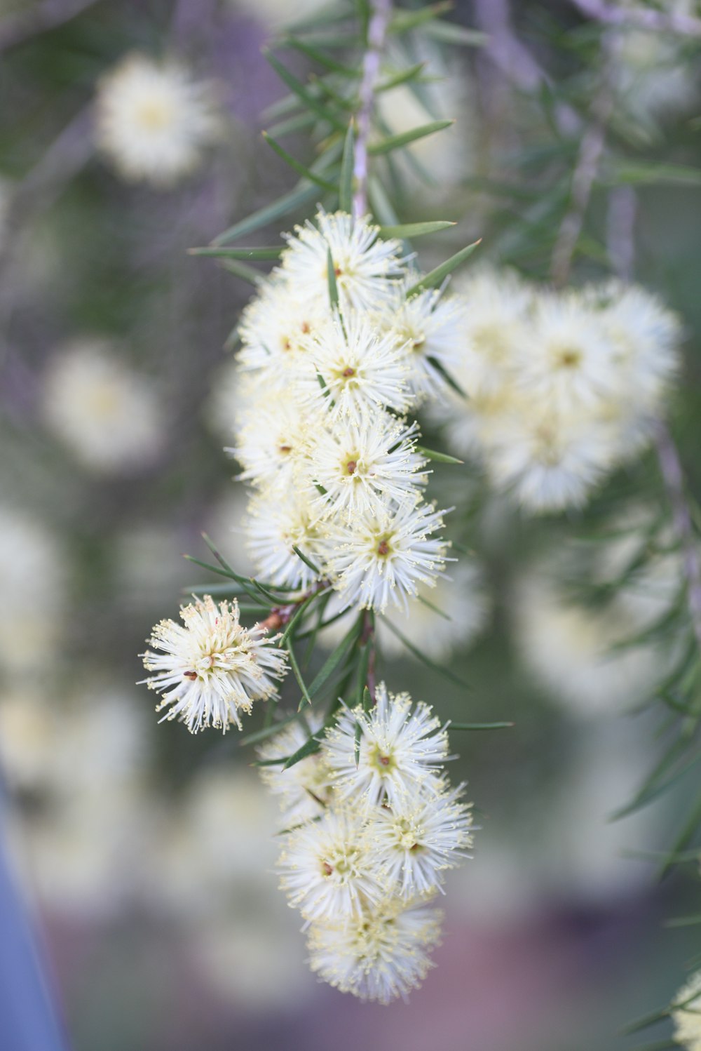 Nahaufnahme einer Blume