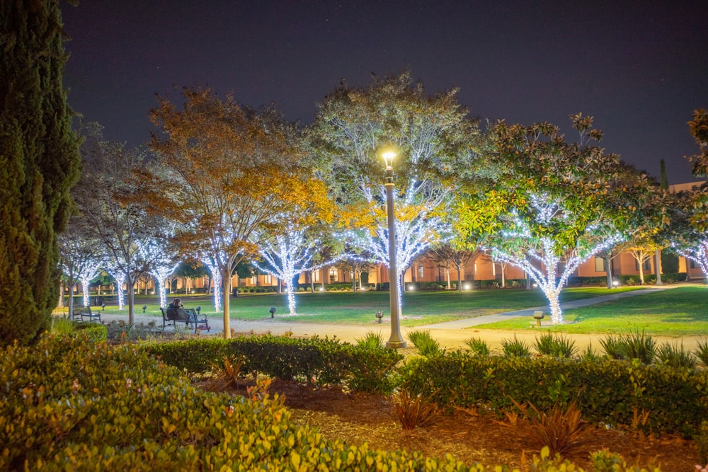 a park with trees and a street light at night