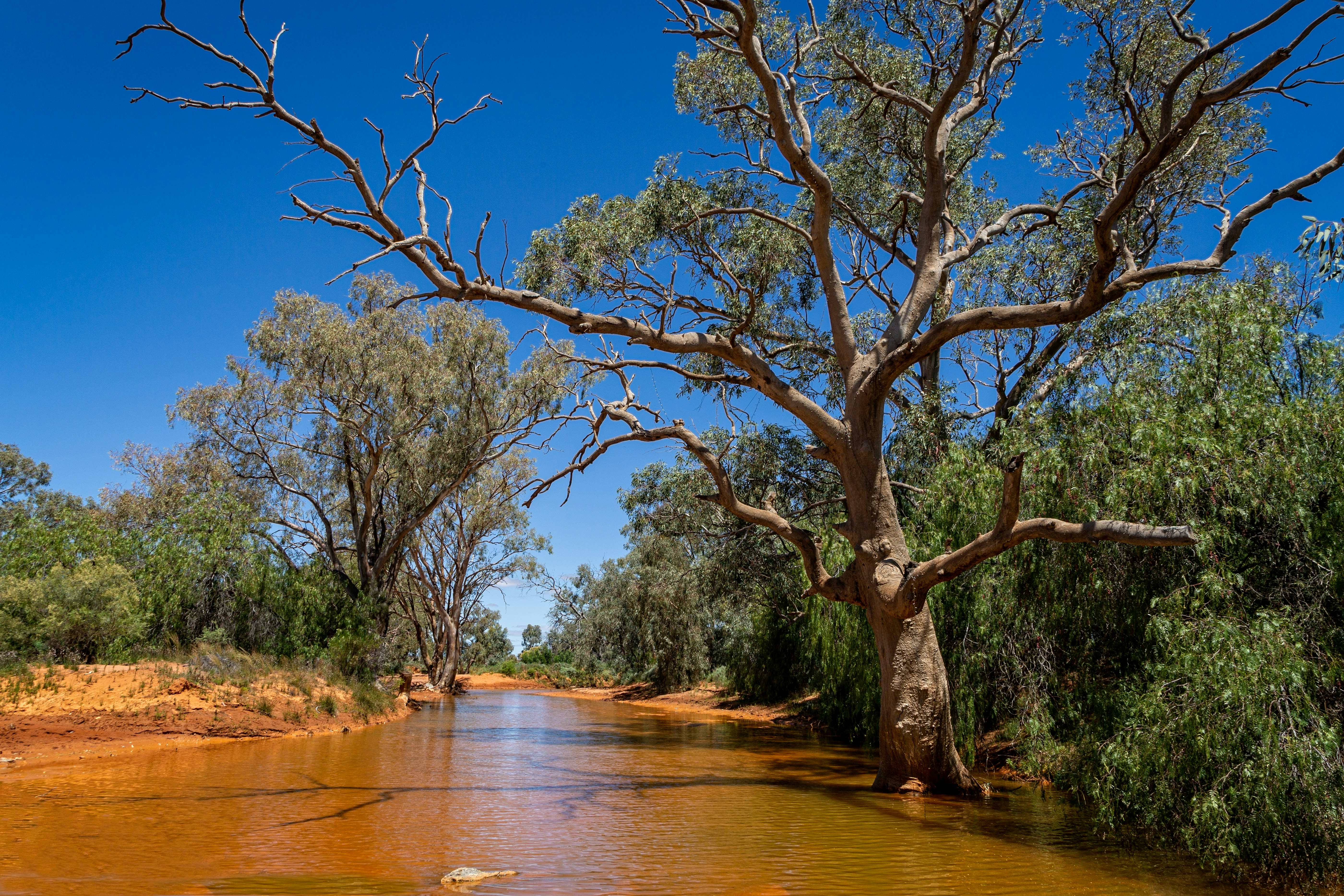 a tree in a river