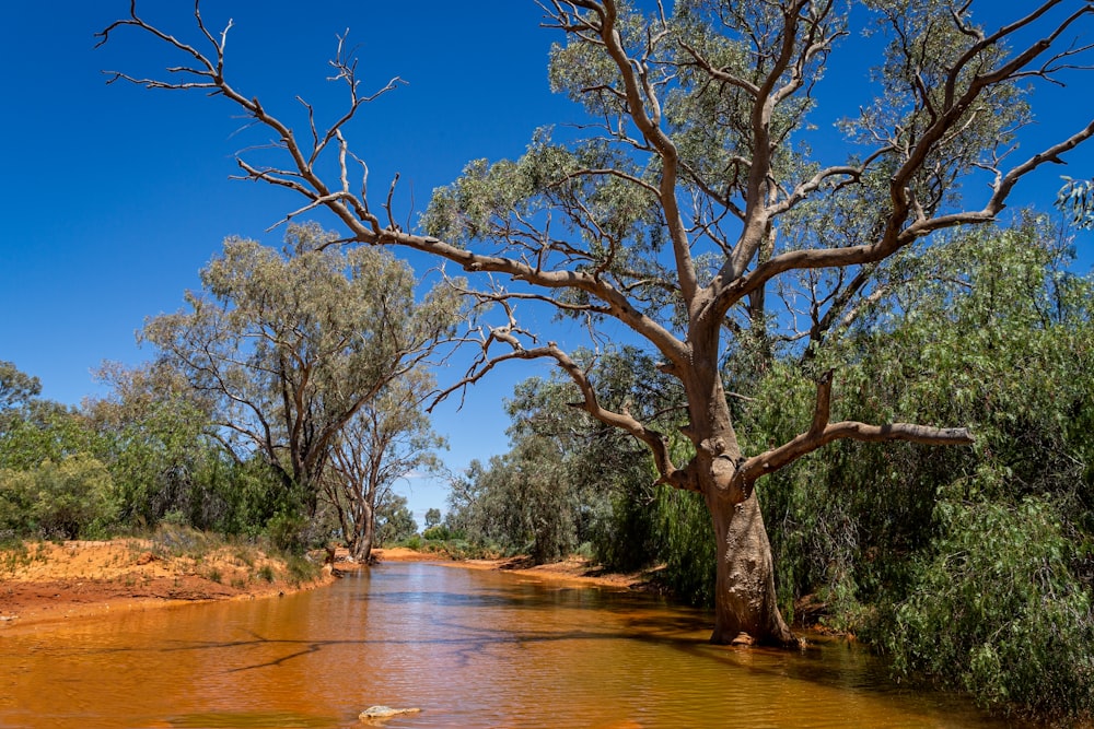 a tree in a river