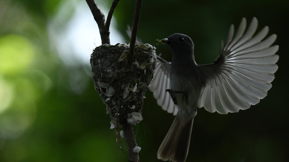 a bird with wings spread