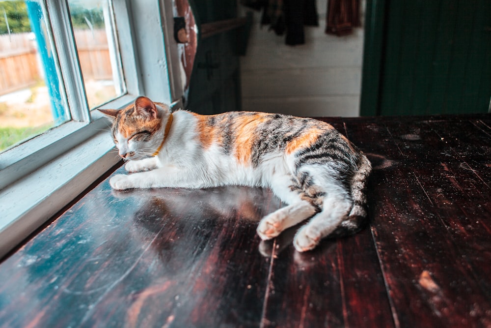 a cat lying on a table