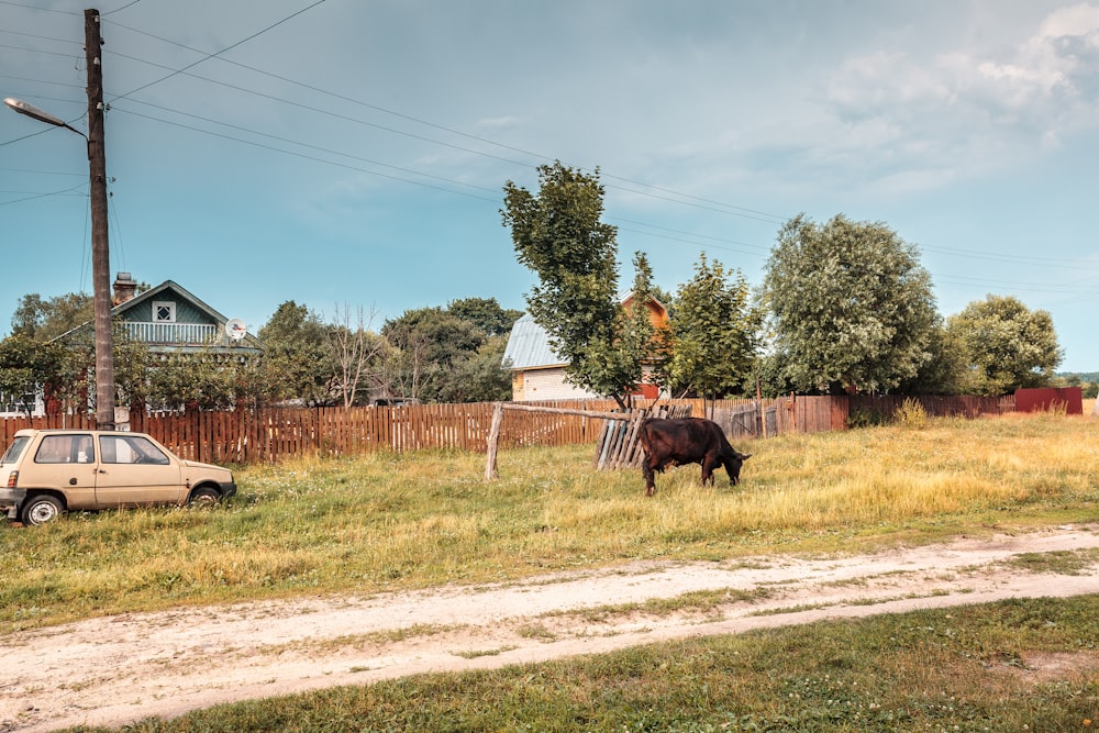 a cow in a fenced in pasture