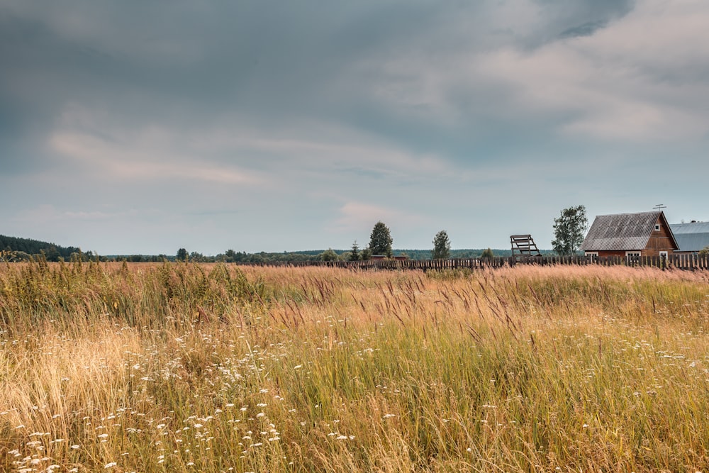 a field of grass with a house in the background