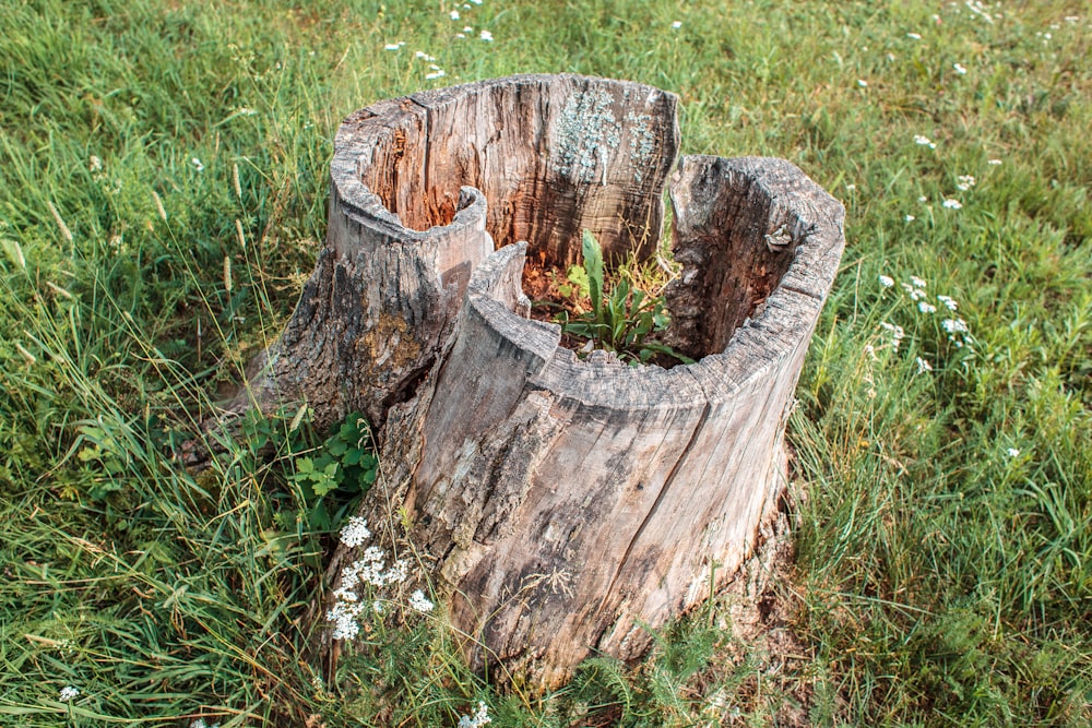 a tree stump with grass and weeds