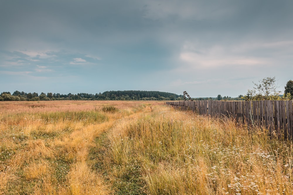 ein Feld mit Gras und Bäumen