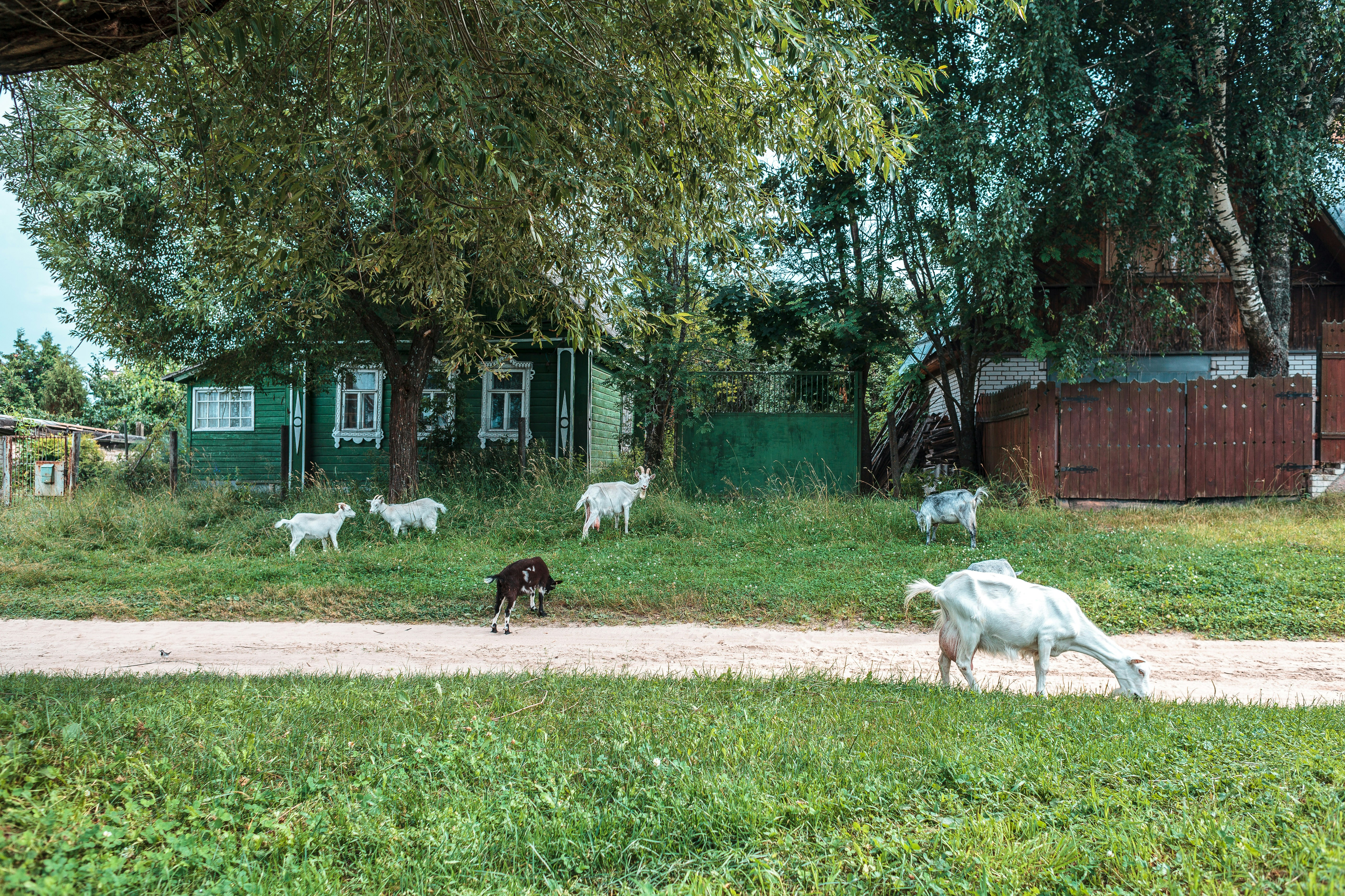 a group of animals in a fenced in area