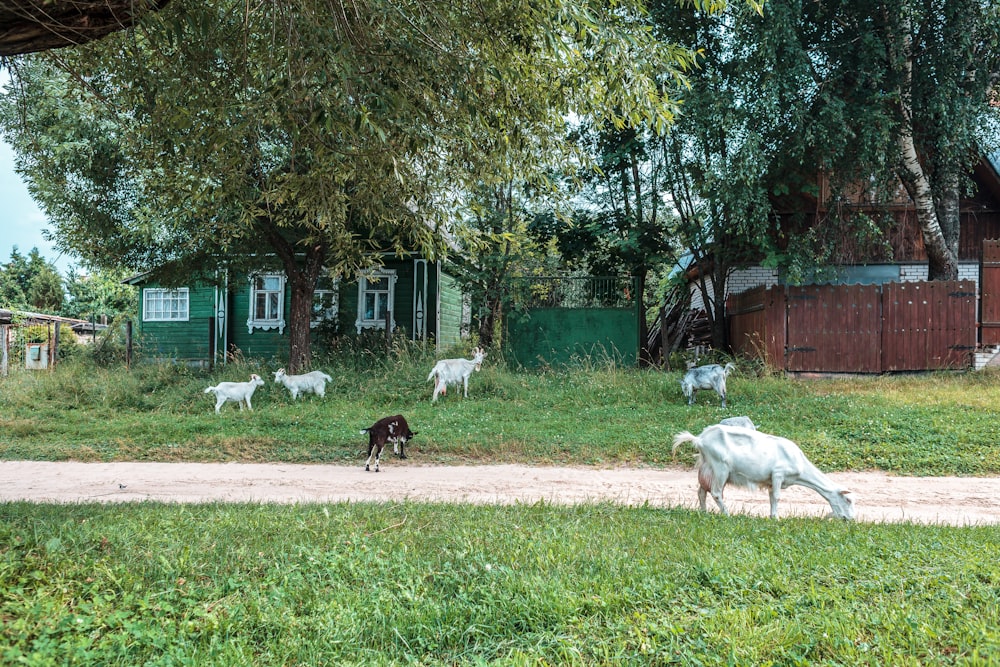 Un grupo de animales en un área cercada