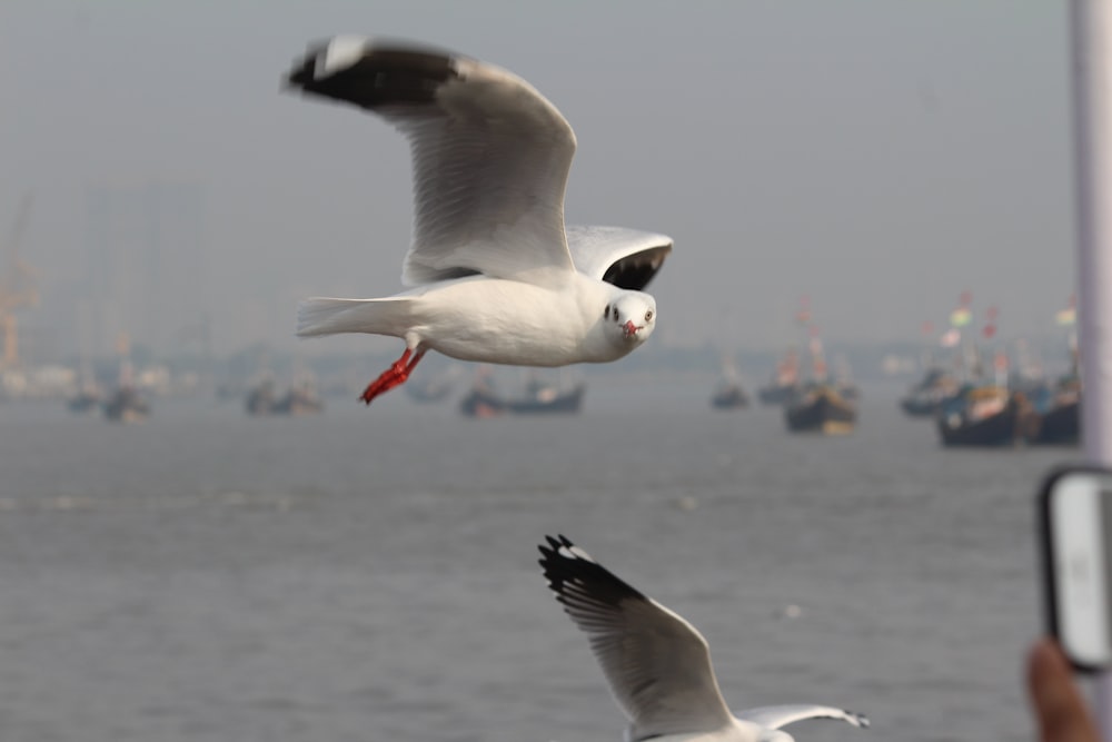 a seagull flying over water