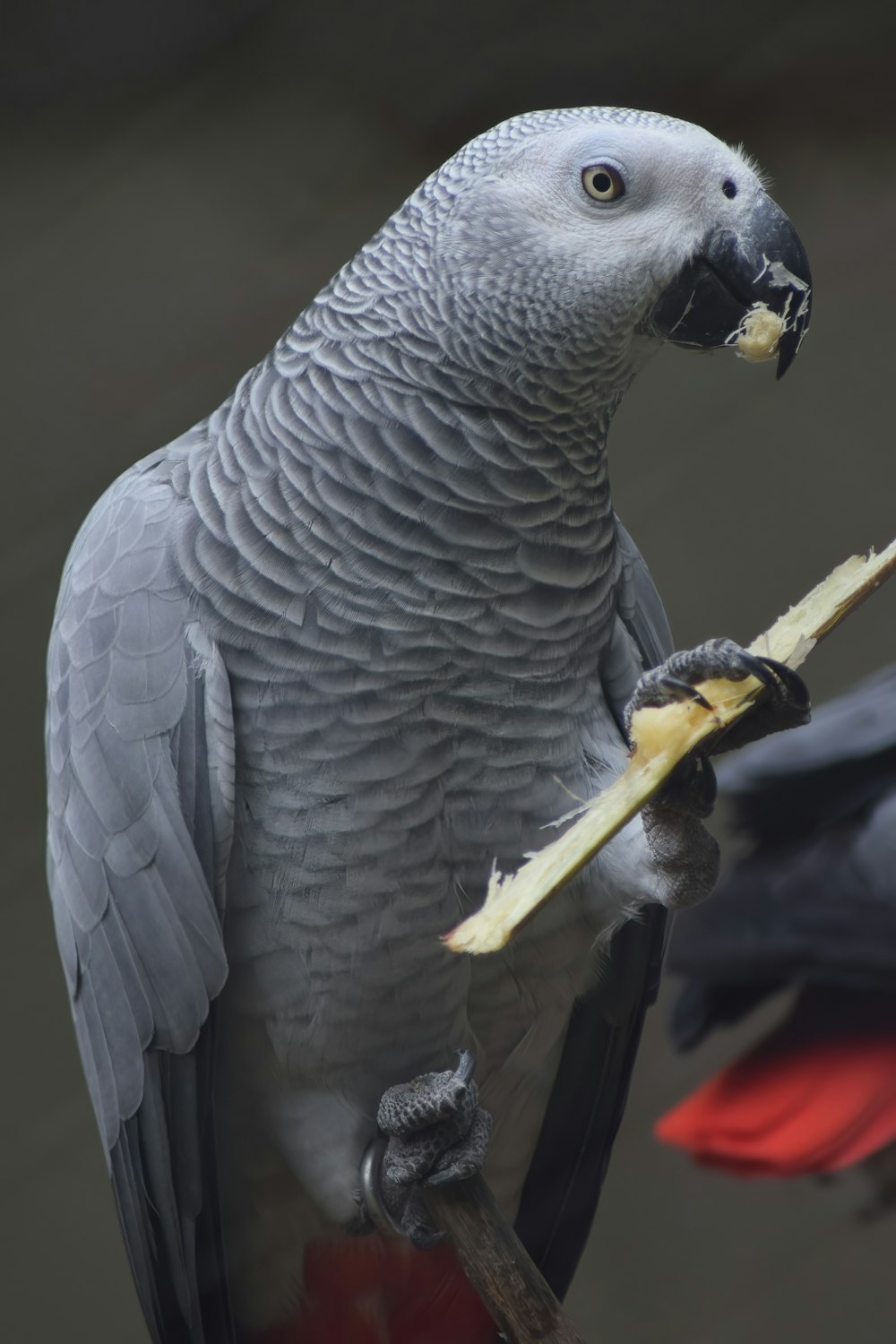 a bird with a long beak