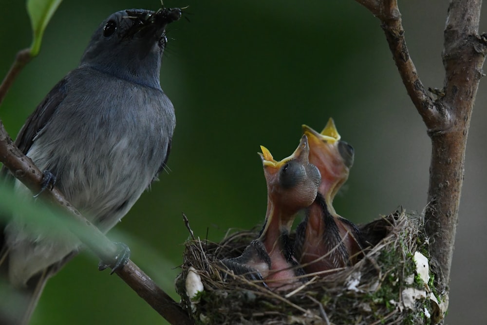 birds in a nest