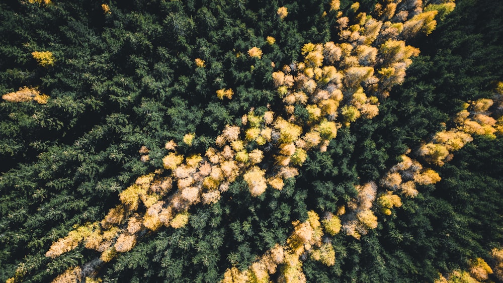 a group of trees with yellow leaves