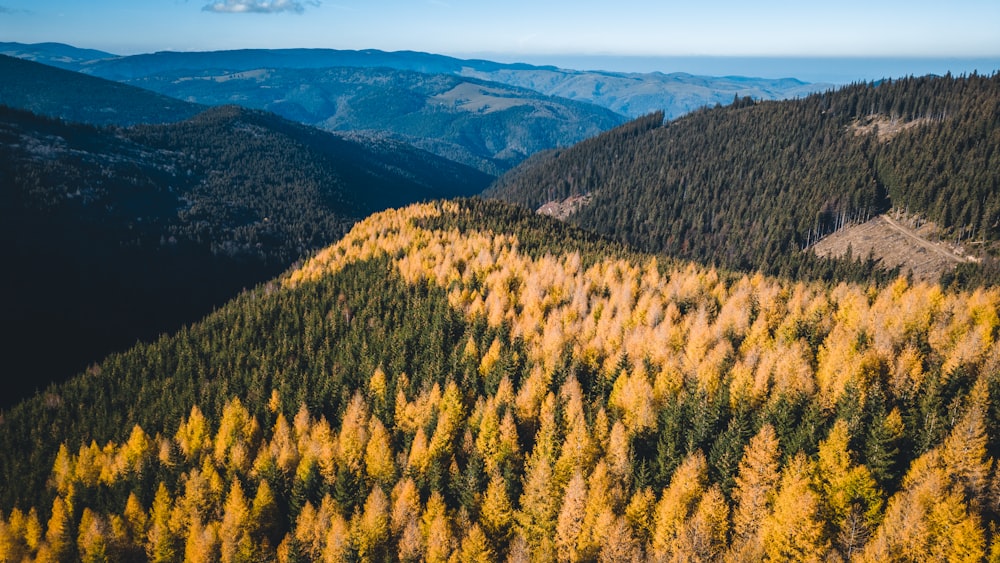 a forest of trees