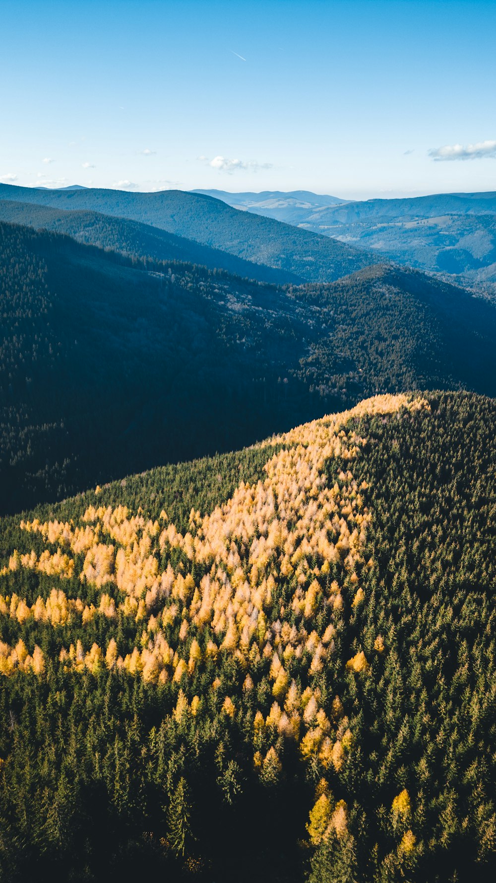 a large forest of trees