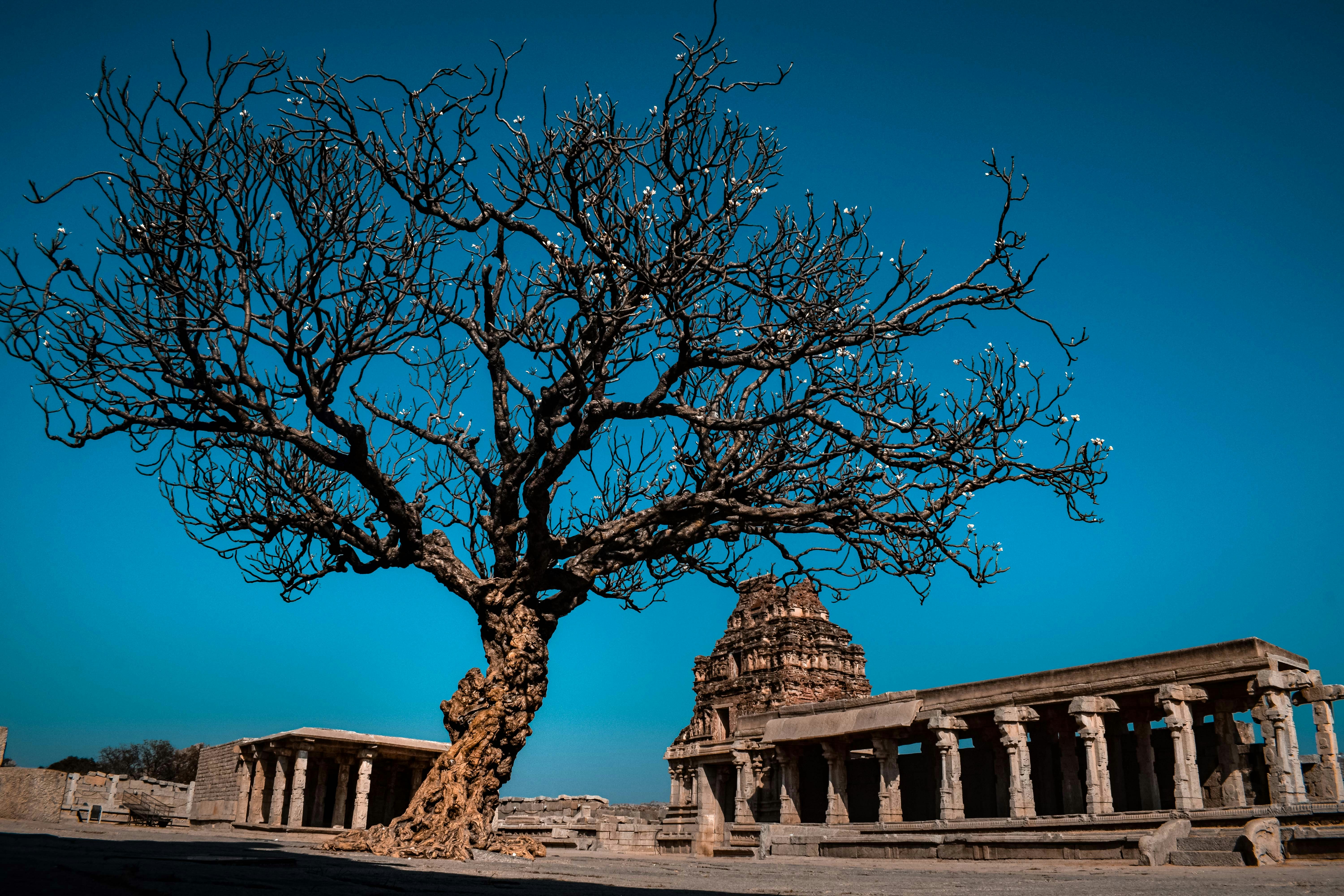 The Economic System That Built Civilization Without Slaves