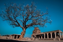 a tree in front of a building
