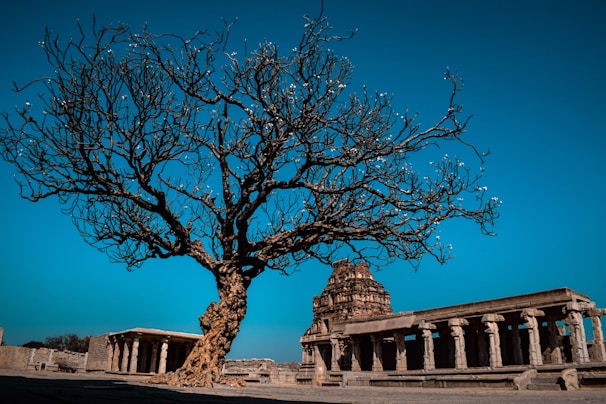 a tree in front of a building