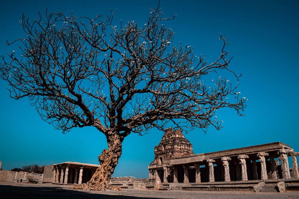 a tree in front of a building