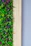 Close-up of vibrant green vertical garden panels with blooming flowers.
