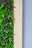Close-up of vibrant green vertical garden panels with blooming flowers.