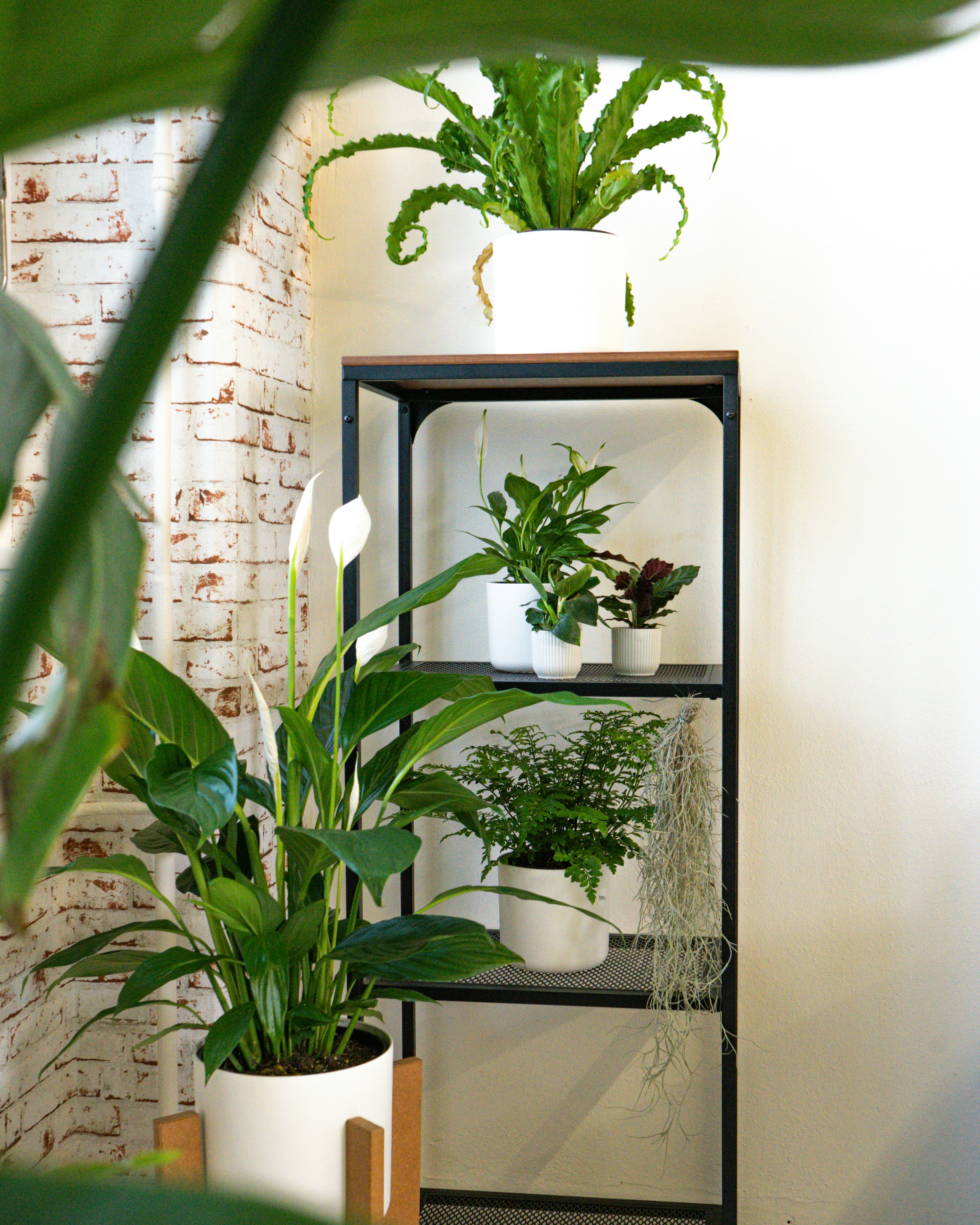 Photo by feeypflanzen