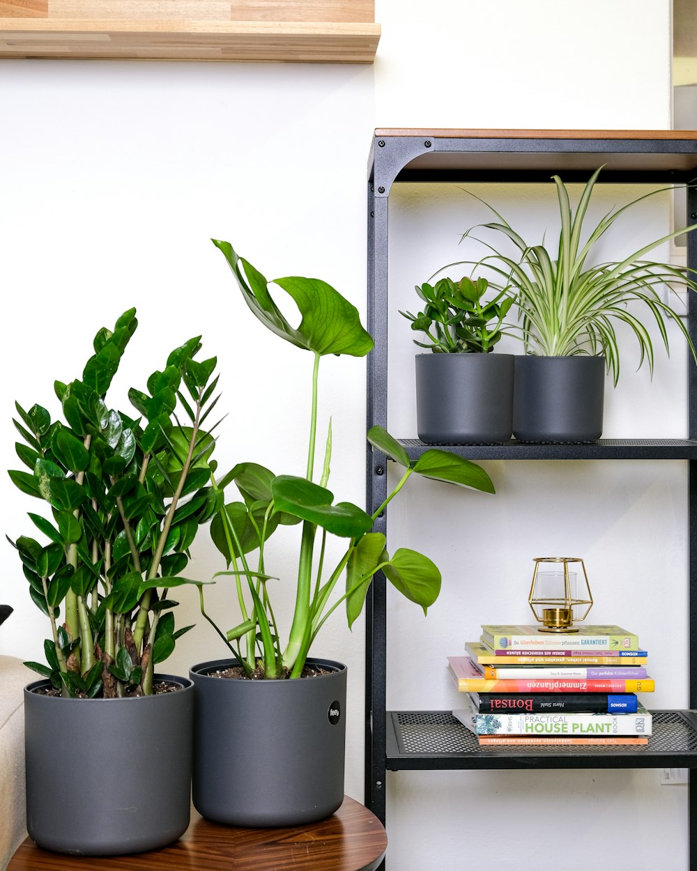 Un paio di piante in vaso su uno scaffale