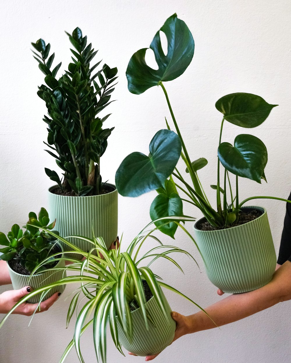 a person holding a plant