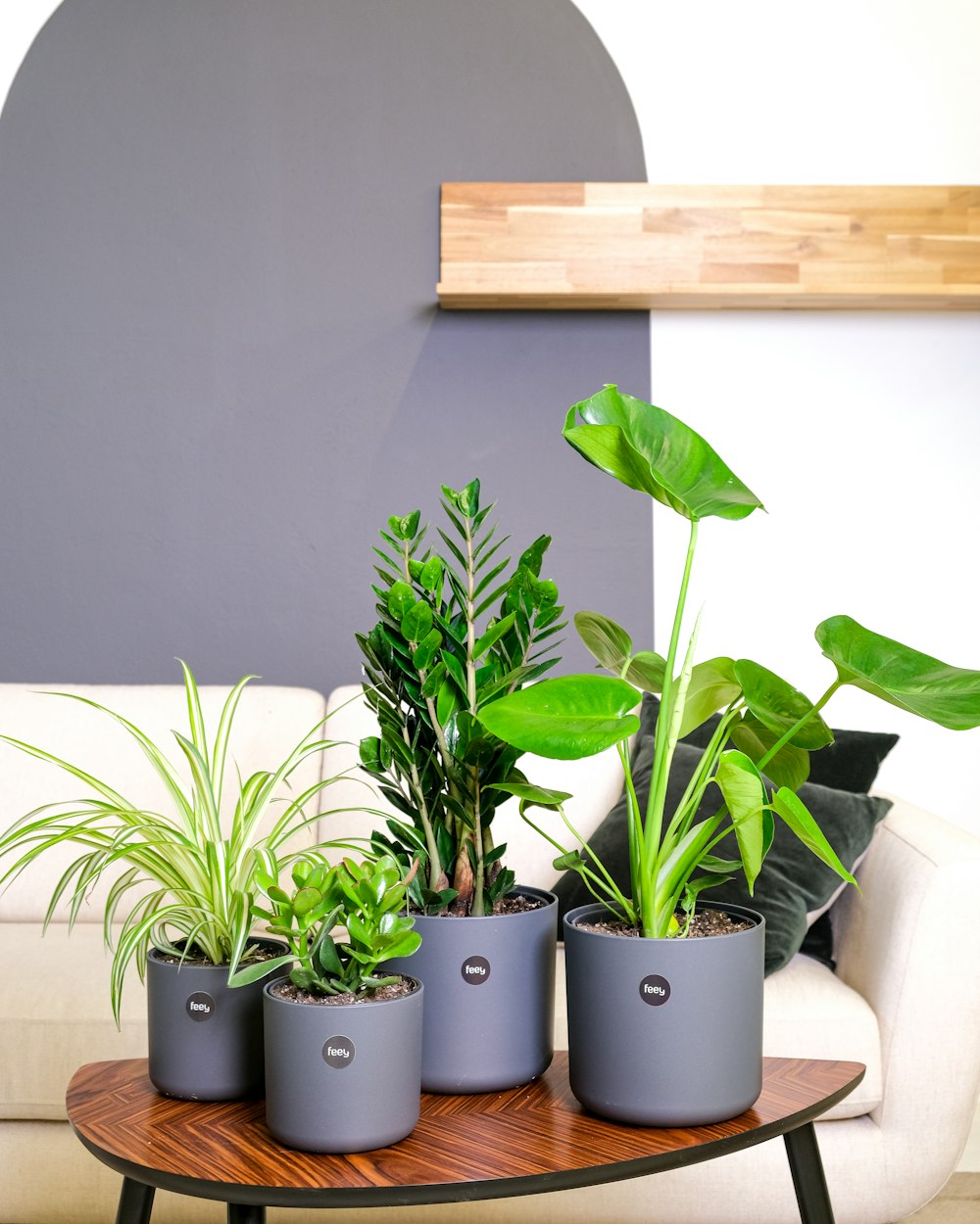 a group of potted plants on a table