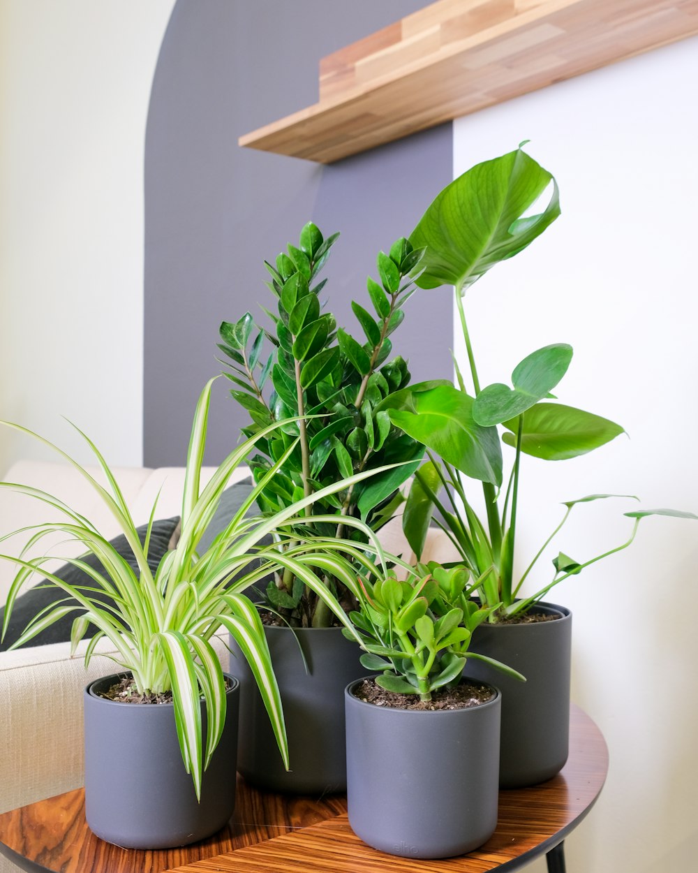 un gruppo di piante in vaso