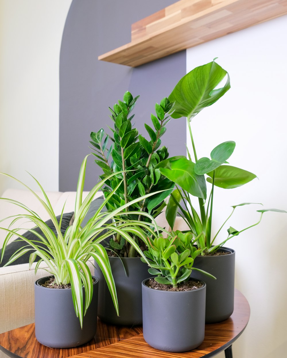 a group of potted plants