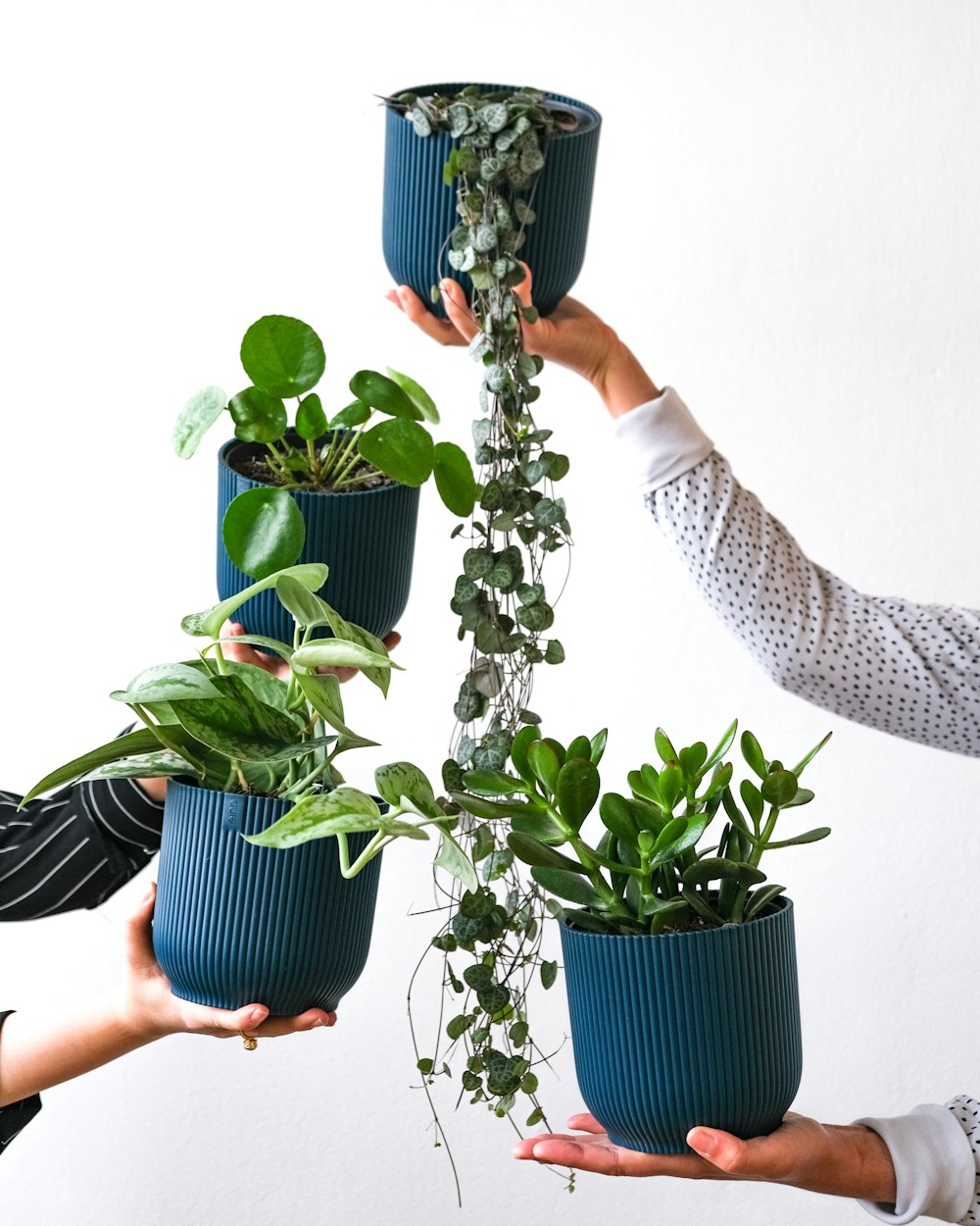 a person holding a plant