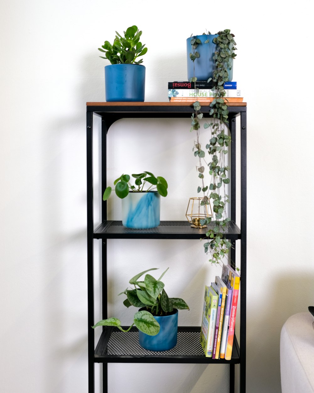 a shelf with plants and books on it